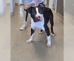 Small #1 American Pit Bull Terrier Mix