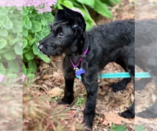 Medium Photo #8 Mutt Puppy For Sale in Oak Bluffs, MA, USA