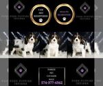 Small #5 Cavalier King Charles Spaniel