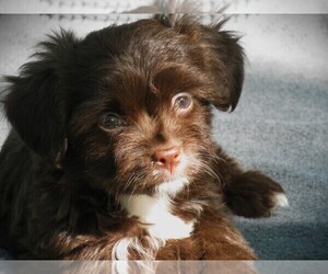 Havanese Puppy for sale in WILSON, NY, USA