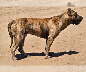 Father of the Presa Canario puppies born on 07/01/2025