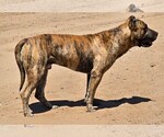Small Photo #1 Presa Canario Puppy For Sale in OAKLEY, CA, USA