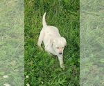 Small #23 Labrador Retriever