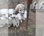 Puppy Paris Great Pyrenees