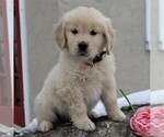 Small Photo #5 Golden Retriever Puppy For Sale in HONEY BROOK, PA, USA