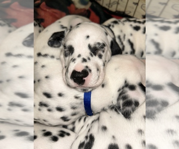 Medium Photo #14 Dalmatian Puppy For Sale in PHOENIX, AZ, USA