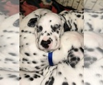 Small #13 Dalmatian
