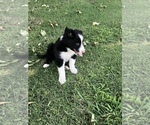 Small Photo #5 Border Collie Puppy For Sale in MERCED, CA, USA