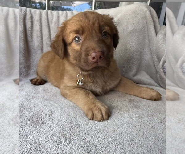 Medium Photo #1 Golden Retriever-Unknown Mix Puppy For Sale in OKLAHOMA CITY, OK, USA