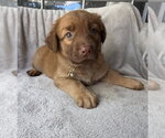 Small Golden Retriever Mix