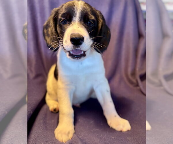 Medium Photo #1 Beagle-Great Pyrenees Mix Puppy For Sale in Brooklyn Center, MN, USA