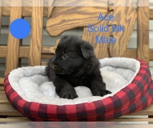 German Shepherd Dog Puppy for sale in BOLIVAR, MO, USA