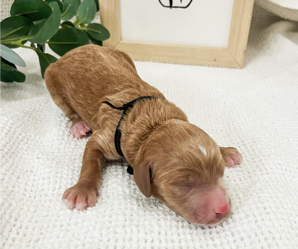 Medium Photo #2 Miniature Labradoodle Puppy For Sale in NORWALK, CT, USA