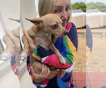 Small #6 Chihuahua