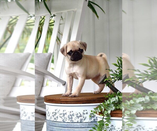 Medium Photo #4 Pug Puppy For Sale in HARTLY, DE, USA