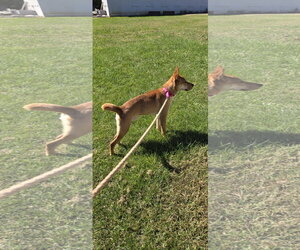Toby - At the Shelter - Male Mutt Dog for Adoption - Photo #3