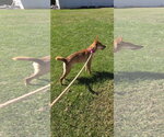 Small Photo #3 Mutt Puppy For Sale in Rustburg, VA, USA