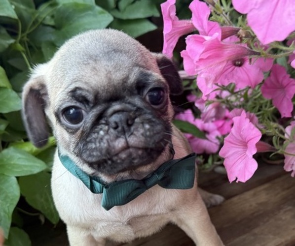 Medium Photo #8 Pug Puppy For Sale in ATHENS, WI, USA