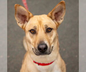 Carolina Dog Dogs for adoption in Canton, CT, USA