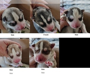 Siberian Husky Puppy for sale in HEPPNER, OR, USA