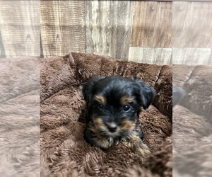 Yorkshire Terrier Puppy for sale in NORMANGEE, TX, USA