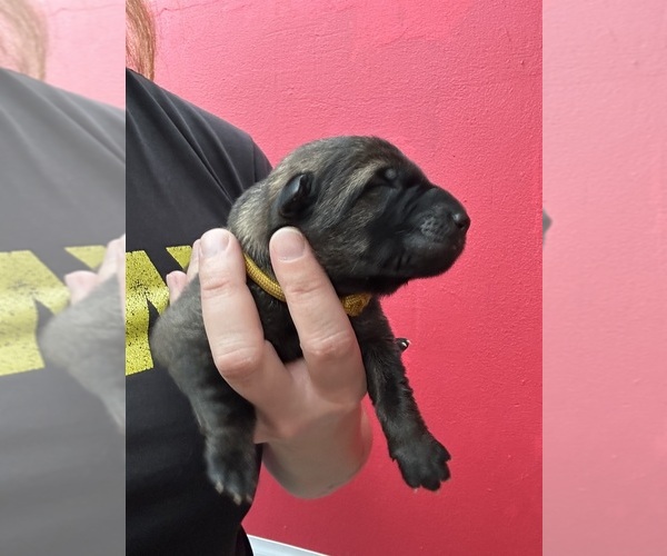 Medium Photo #2 German Shepherd Dog Puppy For Sale in LAKE ELSINORE, CA, USA