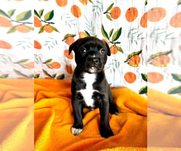 Medium Photo #3 Mutt Puppy For Sale in OKLAHOMA CITY, OK, USA