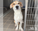 Small #1 Retriever  Mix