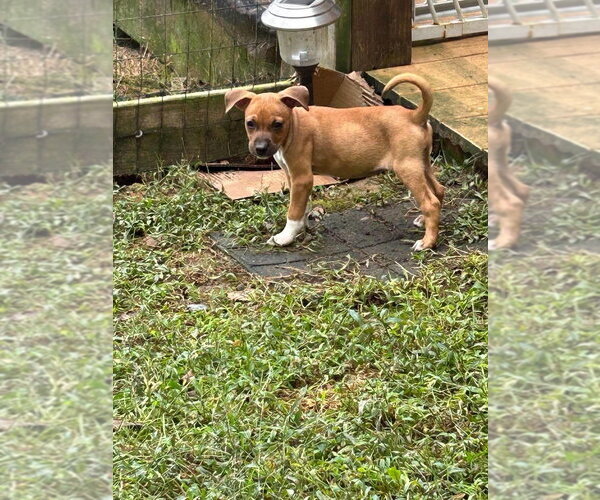 Medium Photo #10 Mutt Puppy For Sale in garner, NC, USA