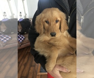 Golden Retriever Puppy for sale in GOSHEN, IN, USA
