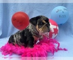 Puppy Paisley English Bulldog