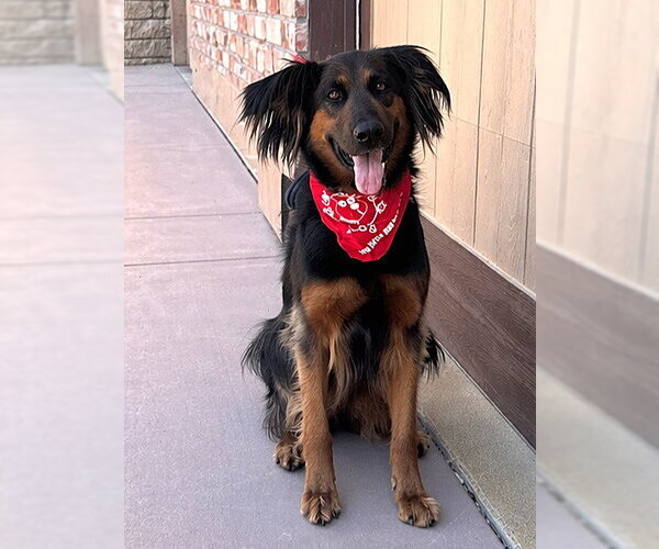 Medium Photo #10 German Shepherd Dog-Unknown Mix Puppy For Sale in Lake Forest, CA, USA