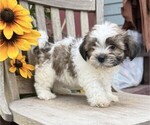 Small #1 Shih Tzu