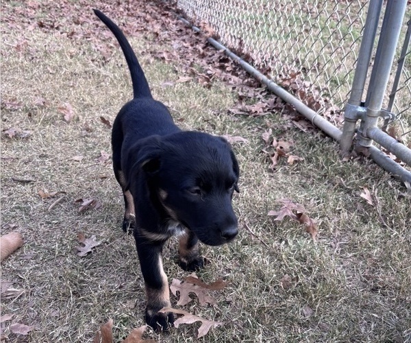Medium Photo #15 Belgian Malinois Puppy For Sale in CROWLEY, TX, USA