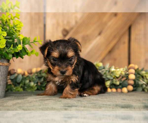 Medium Photo #3 Yorkshire Terrier Puppy For Sale in GREENWICH, OH, USA
