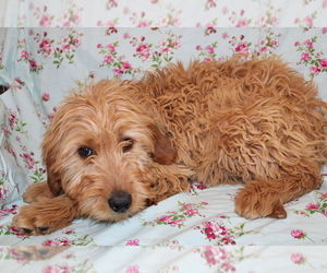 Goldendoodle (Miniature) Puppy for sale in BLOOMINGTON, IN, USA