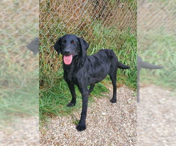 Medium Photo #1 Mutt Puppy For Sale in Lake City, MI, USA