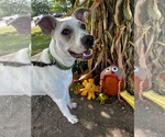 Small #2 American Pit Bull Terrier Mix