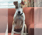 Small #3 Mutt