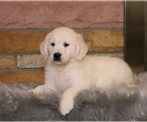 English Cream Golden Retriever Puppy for sale in FREDERICKSBG, OH, USA