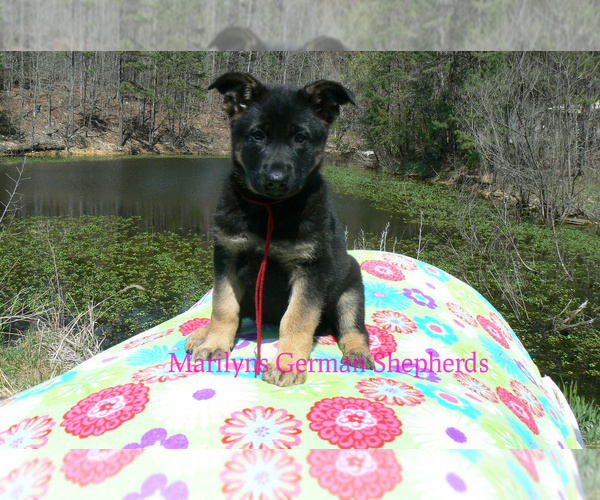 Medium Photo #3 German Shepherd Dog Puppy For Sale in PIEDMONT, MO, USA