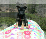 Small #2 German Shepherd Dog