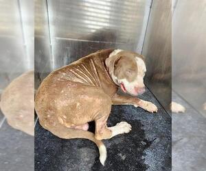 American Staffordshire Terrier-Unknown Mix Dogs for adoption in San Antonio, TX, USA
