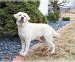 Small Photo #1 Labrador Retriever Puppy For Sale in SYRACUSE, IN, USA