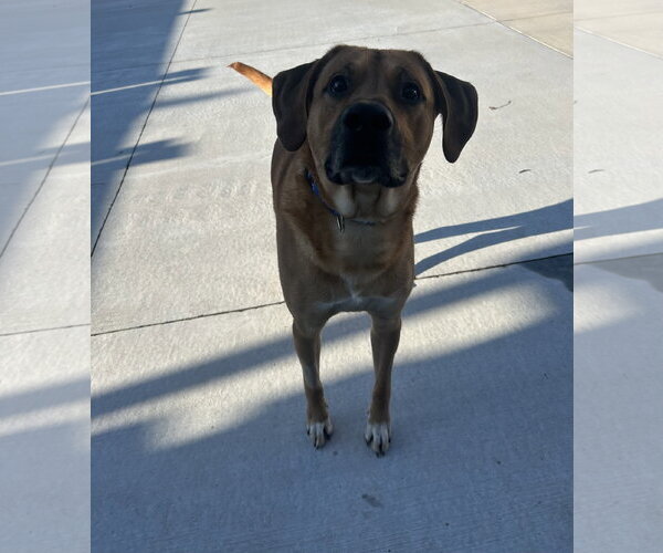 Medium Photo #3 Pyrenees Ridgeback Puppy For Sale in Lancaster, PA, USA