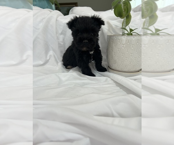 Medium Photo #2 Schnauzer (Miniature) Puppy For Sale in MIAMI, FL, USA