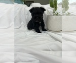 Small Photo #2 Schnauzer (Miniature) Puppy For Sale in MIAMI, FL, USA