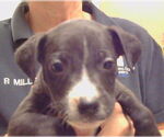 Small American Pit Bull Terrier Mix