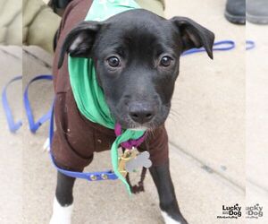 Labrador Retriever-Unknown Mix Dogs for adoption in Washington, DC, USA