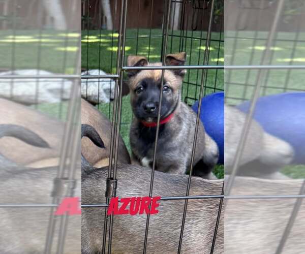 Medium Photo #2 Mutt Puppy For Sale in Imlay City, MI, USA